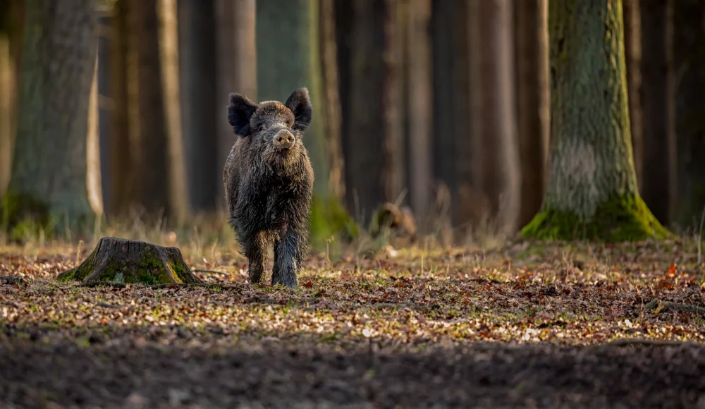 Który wabik na co? Podpowiadamy, jak wybrać skuteczny model